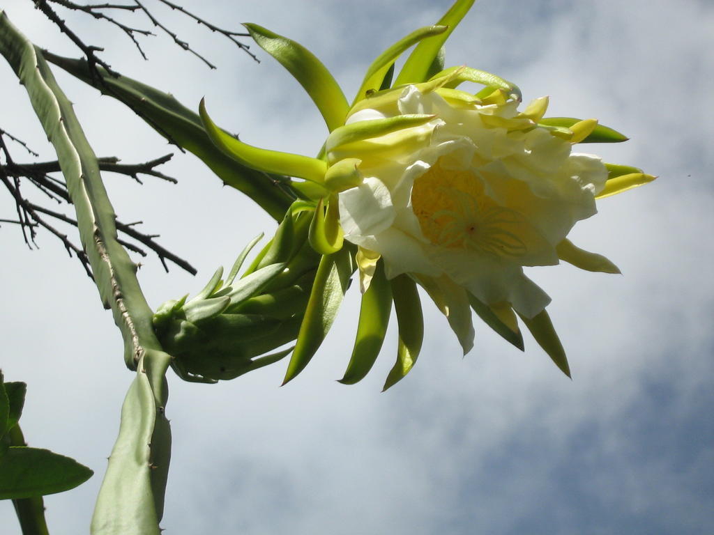 Posada El Jardin Ticul Eksteriør bilde